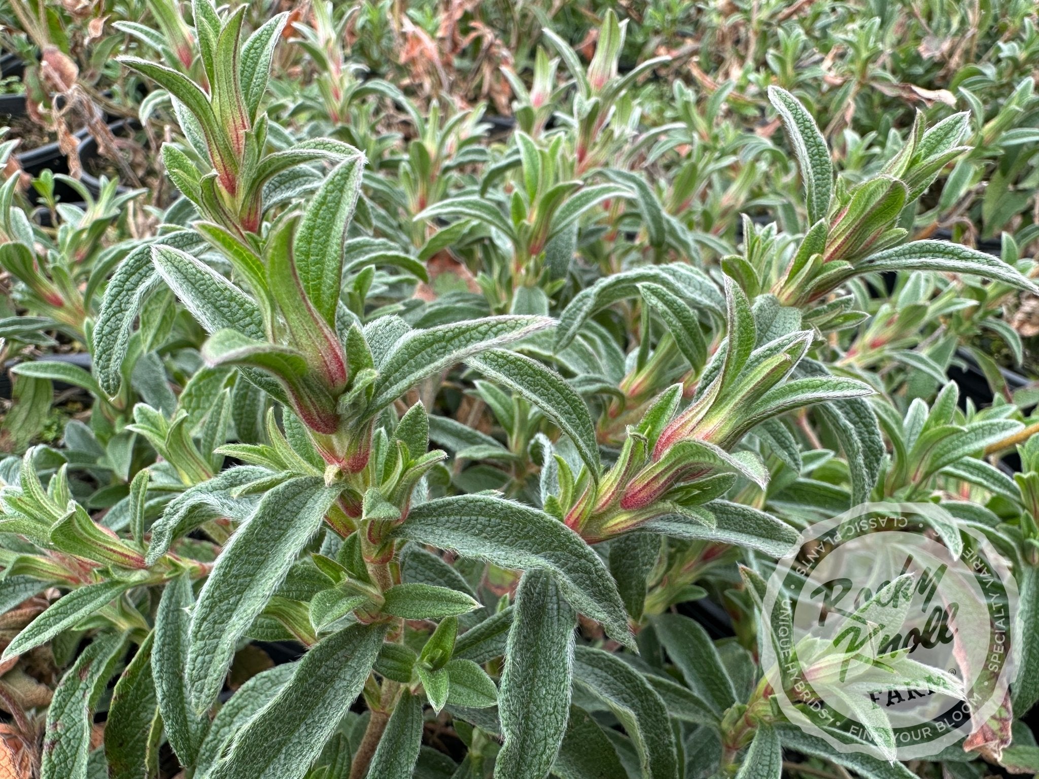 cistus-skanbergii-pink-rockrose-rocky-knoll-farm