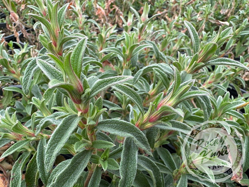 Cistus skanbergii Pink Rockrose plant from Rocky Knoll Farm