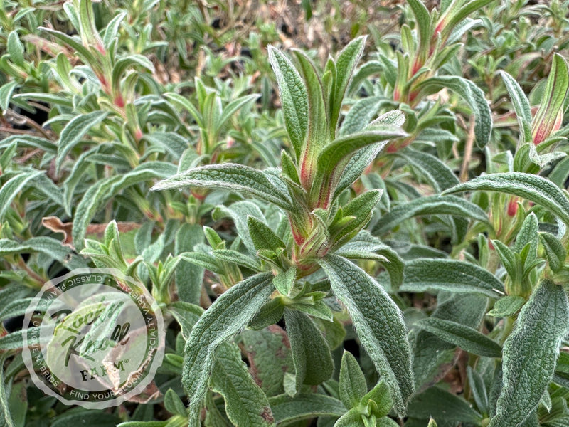 Cistus skanbergii Pink Rockrose plant from Rocky Knoll Farm