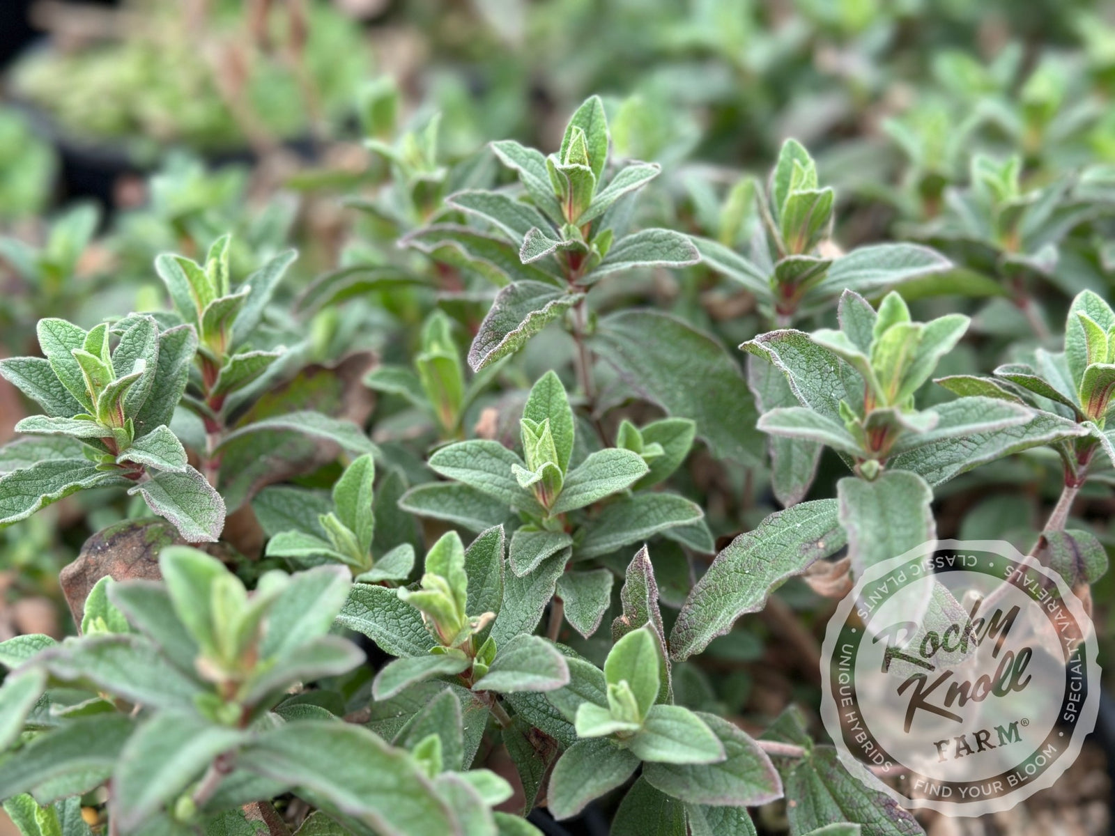 Rose セドナストーン多数、パウダー 楽天市場】ストーン セドナの通販