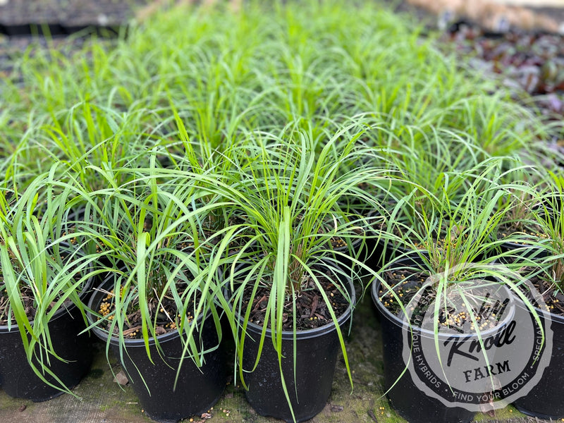 Calamagrostis Karl Foerster plant from Rocky Knoll Farm