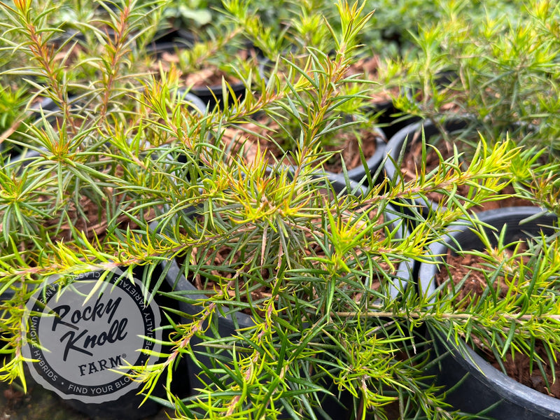 Grevillea juniperina Prickly Spider Flower plant from Rocky Knoll Farm