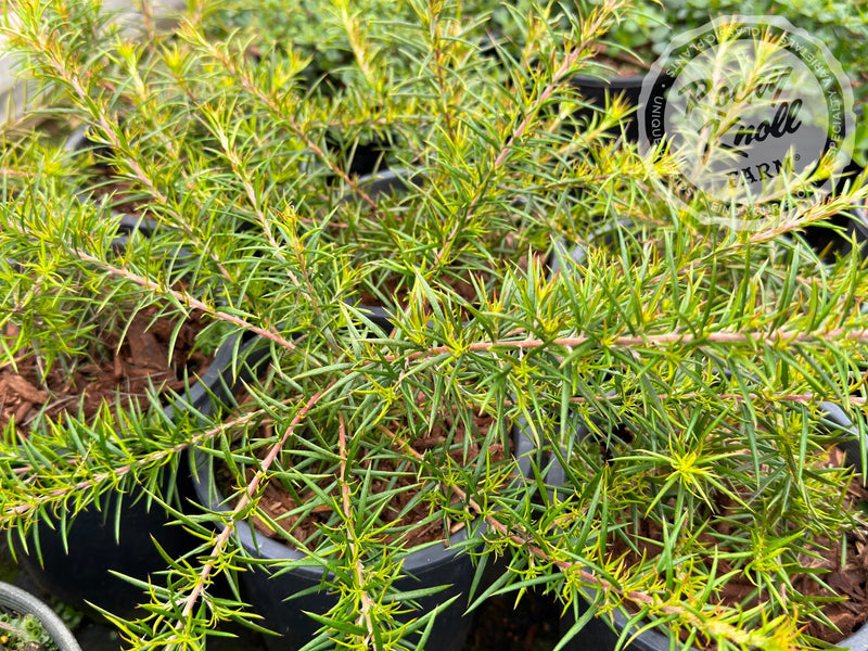 Grevillea juniperina Prickly Spider Flower plant from Rocky Knoll Farm