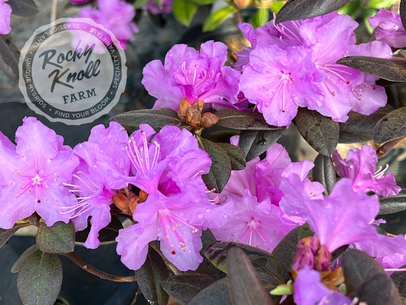 PJM Compacta plant from Rocky Knoll Farm