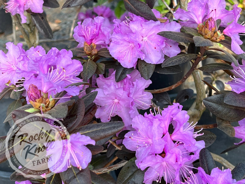 PJM Compacta plant from Rocky Knoll Farm