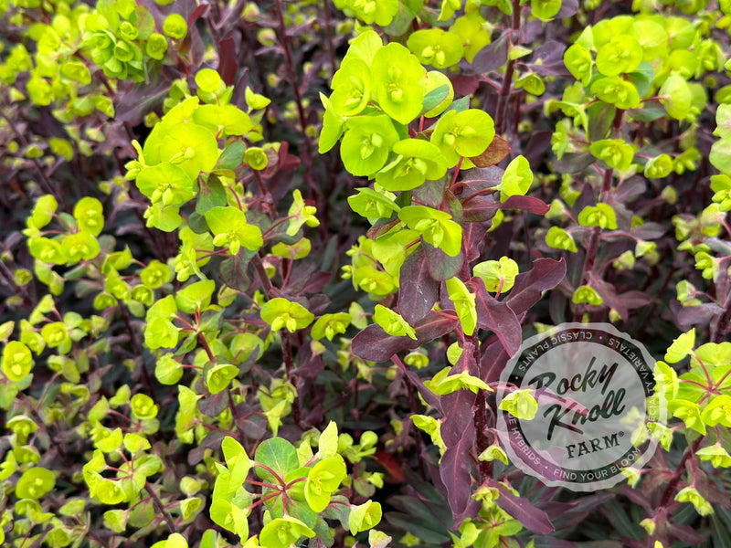Euphorbia purpurea 'Purple-Leaf Spurge' plant from Rocky Knoll Farm