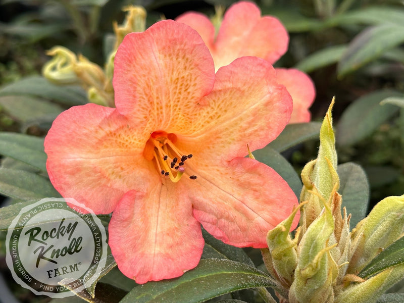 Fabia Tangerine plant from Rocky Knoll Farm