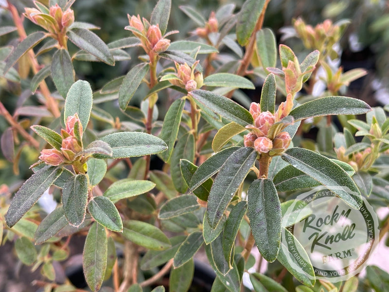 Arctic Tern plant from Rocky Knoll Farm