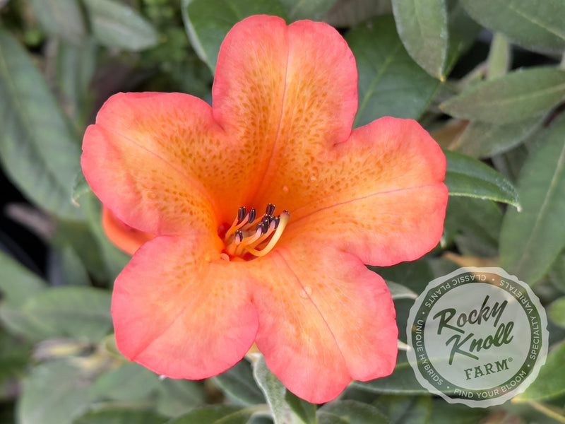 Fabia Tangerine plant from Rocky Knoll Farm
