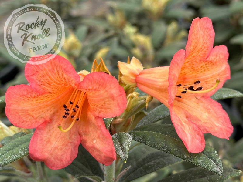 Fabia Tangerine plant from Rocky Knoll Farm
