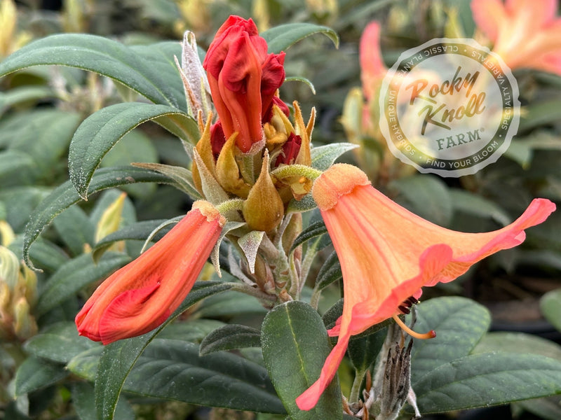Fabia Tangerine plant from Rocky Knoll Farm