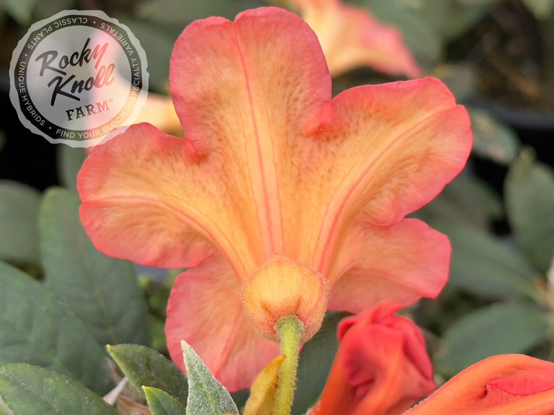 Fabia Tangerine plant from Rocky Knoll Farm
