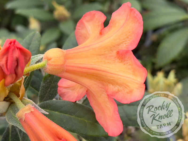 Fabia Tangerine plant from Rocky Knoll Farm