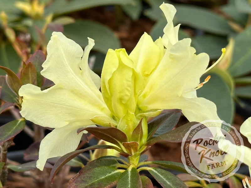 Patty Bee plant from Rocky Knoll Farm
