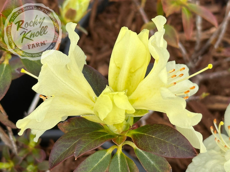 Patty Bee plant from Rocky Knoll Farm