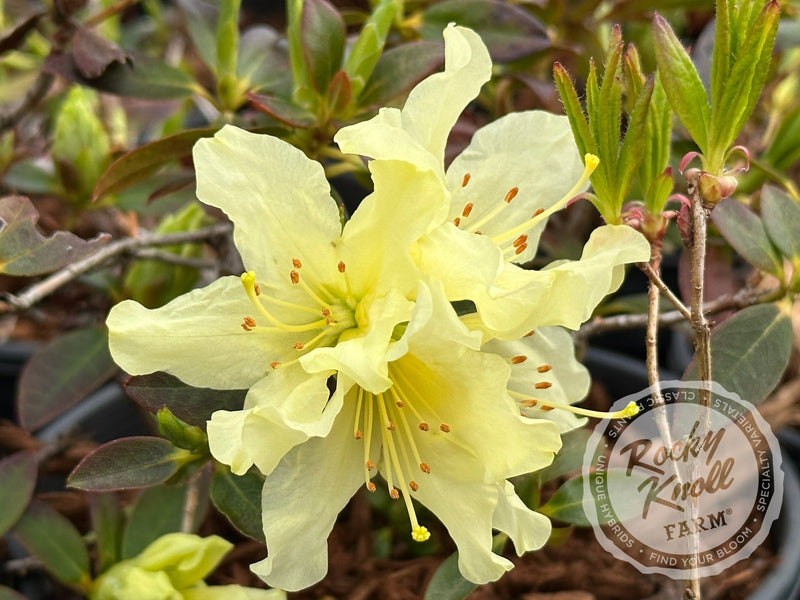 Patty Bee plant from Rocky Knoll Farm