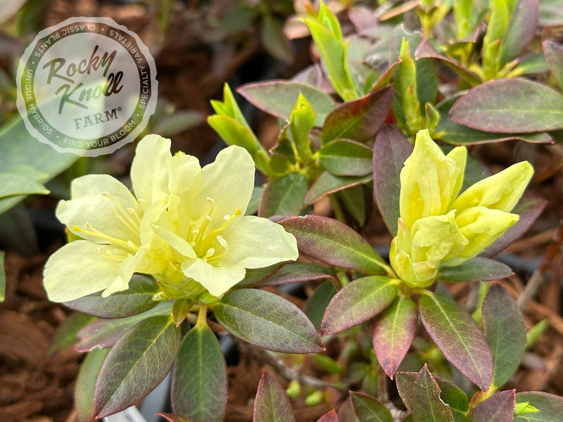 Patty Bee plant from Rocky Knoll Farm