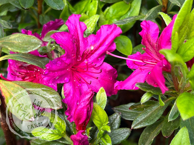 Girard's Fuchsia Azalea plant from Rocky Knoll Farm