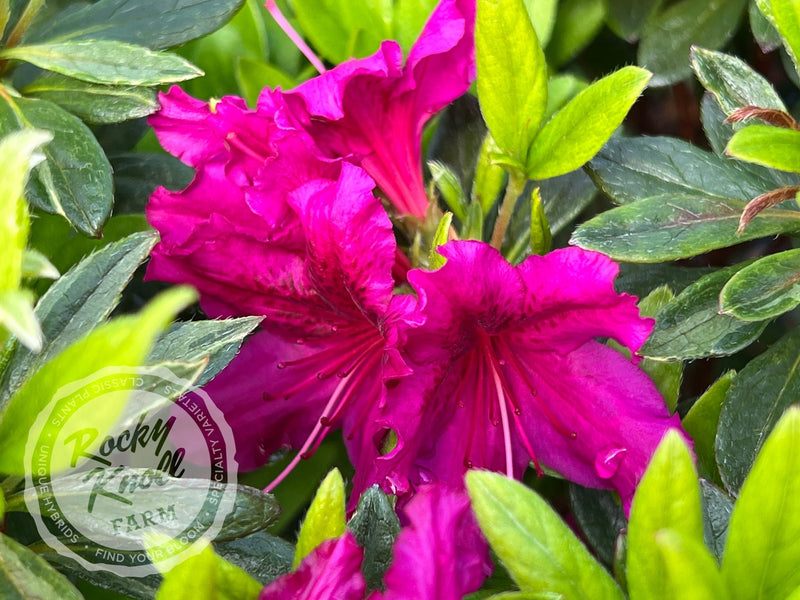Girard's Fuchsia Azalea plant from Rocky Knoll Farm
