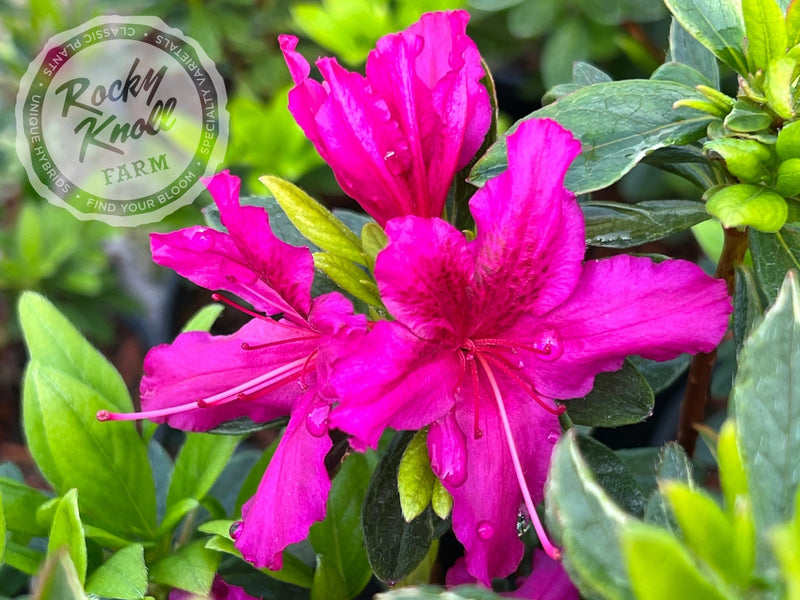 Girard's Fuchsia Azalea plant from Rocky Knoll Farm