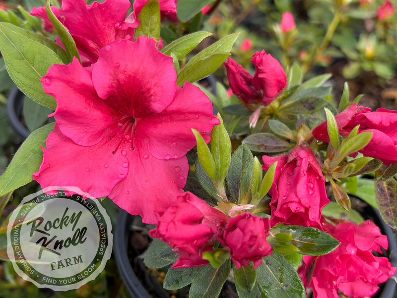 Dorothy Gish (Rhododendron Dorothy Gish) plant from Rocky Knoll Farm