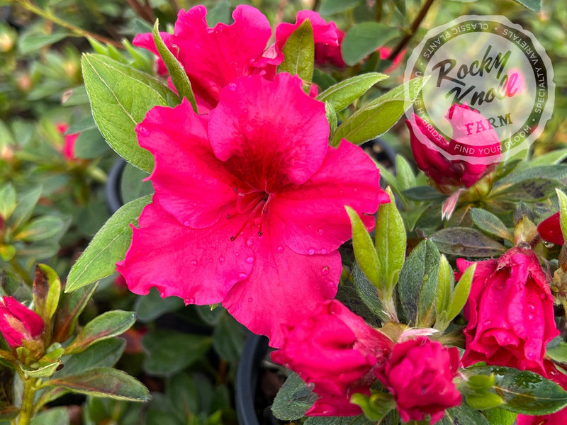 Dorothy Gish (Rhododendron Dorothy Gish) plant from Rocky Knoll Farm