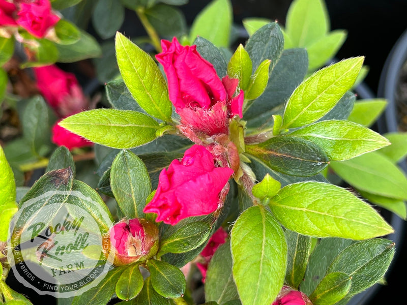 Dorothy Gish (Rhododendron Dorothy Gish) plant from Rocky Knoll Farm