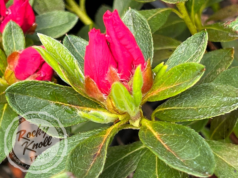 Dorothy Gish (Rhododendron Dorothy Gish) plant from Rocky Knoll Farm