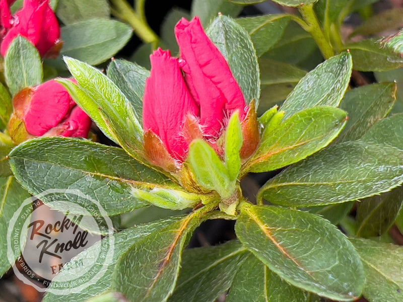 Dorothy Gish (Rhododendron Dorothy Gish) plant from Rocky Knoll Farm