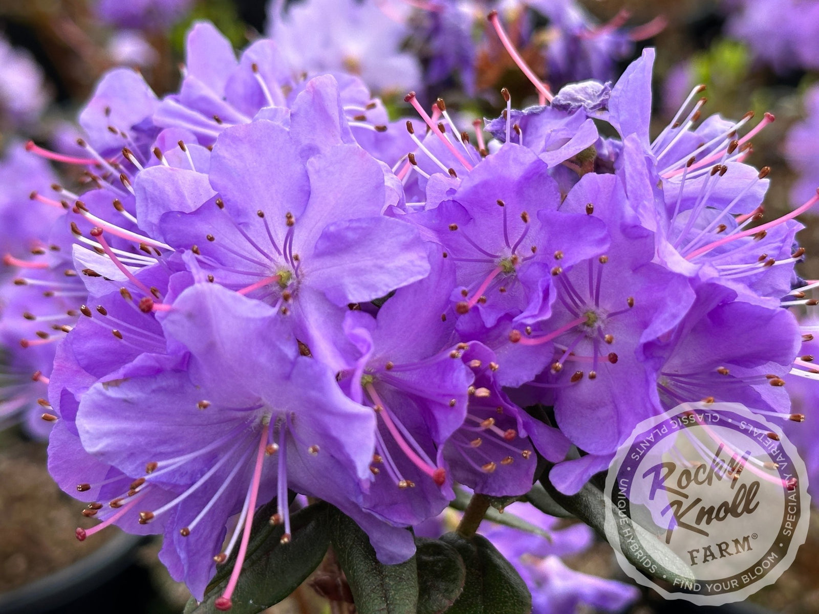 IMG_0720-558181_1600x.jpg?v=