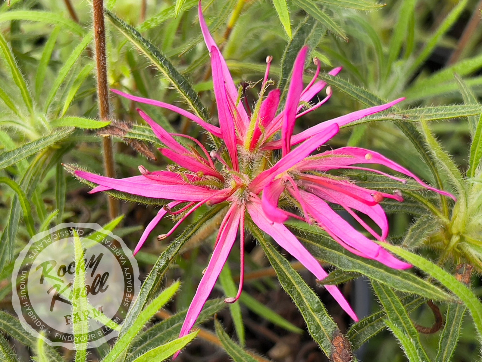 R. linearifolium Spider Azalea - Rocky Knoll Farm