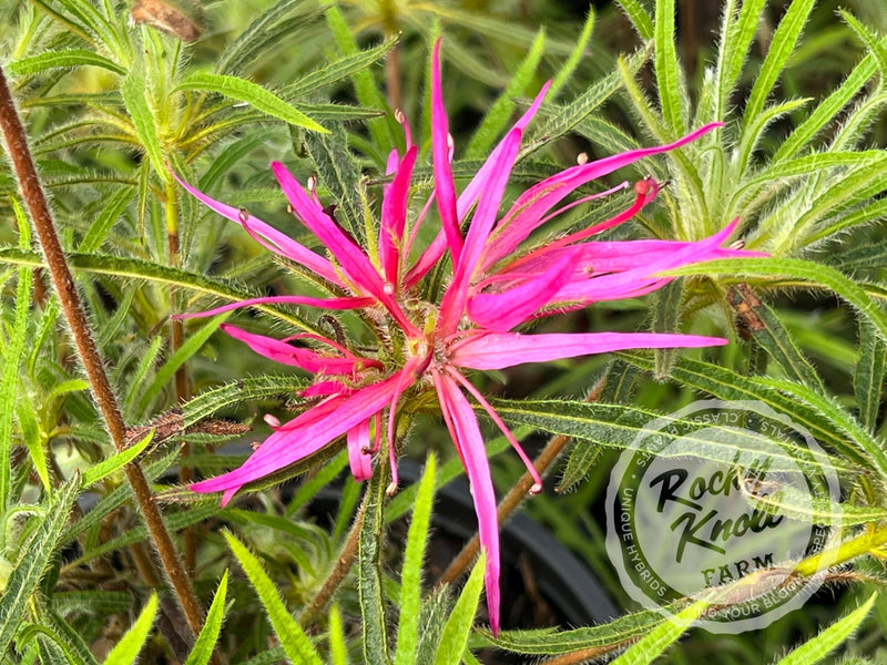 R. linearifolium Spider Azalea plant from Rocky Knoll Farm