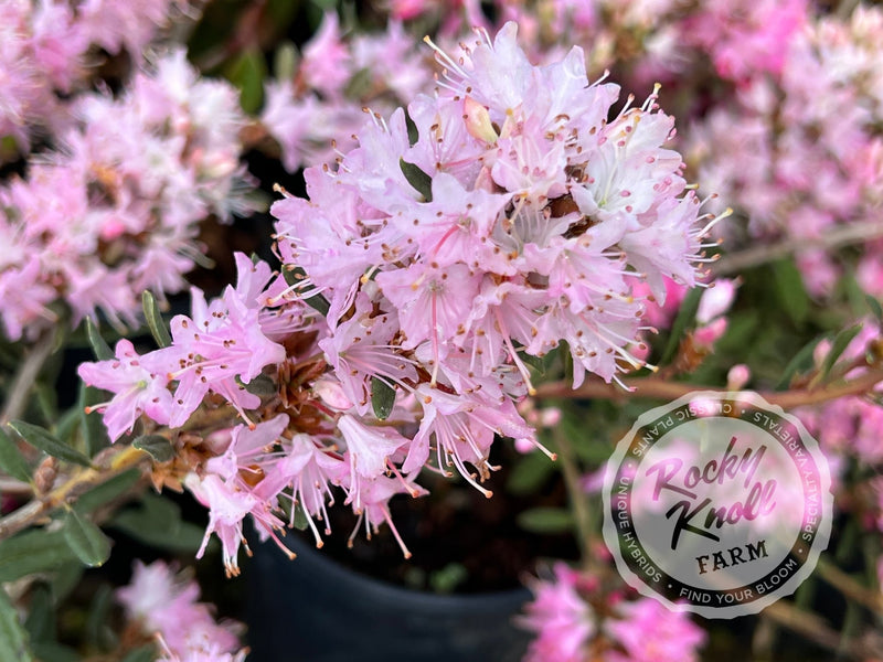 R. scabrifolium var. spiciferum plant from Rocky Knoll Farm
