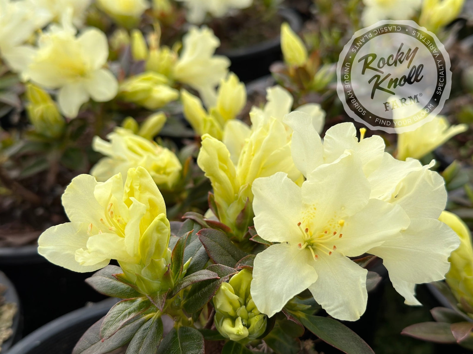 rhododendron keiskei patty bee Patty Bee