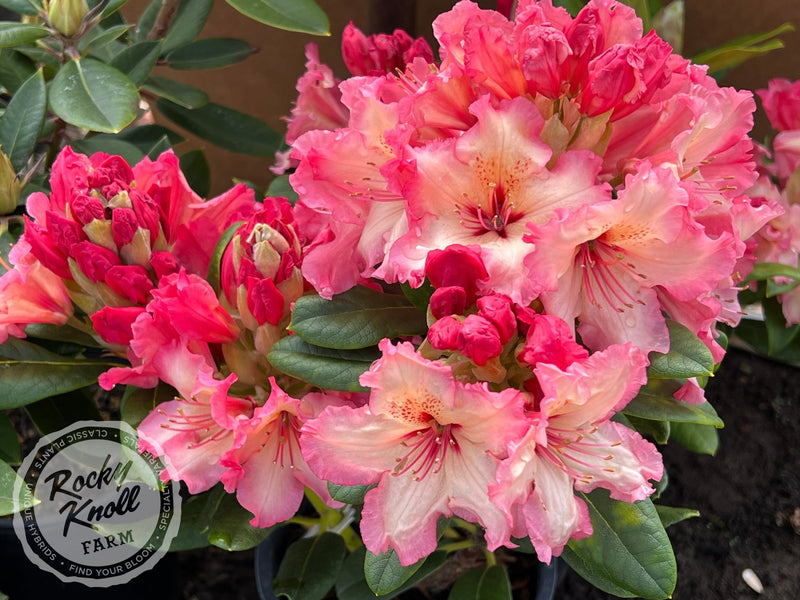 Fire Rim Rhododendron Fire Rim - Rocky Knoll Farm