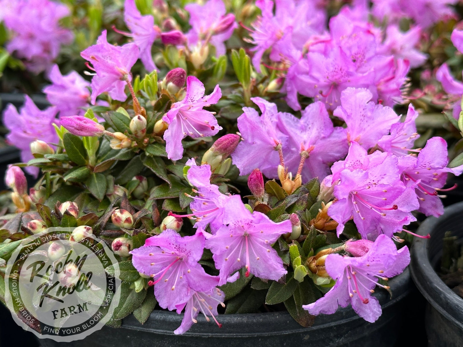 Ernie Dee - Rocky Knoll Farm