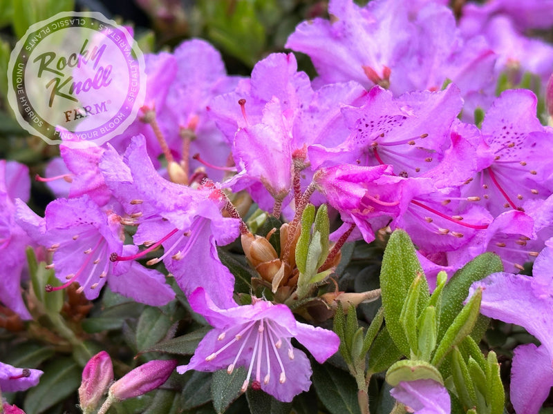 Ernie Dee plant from Rocky Knoll Farm