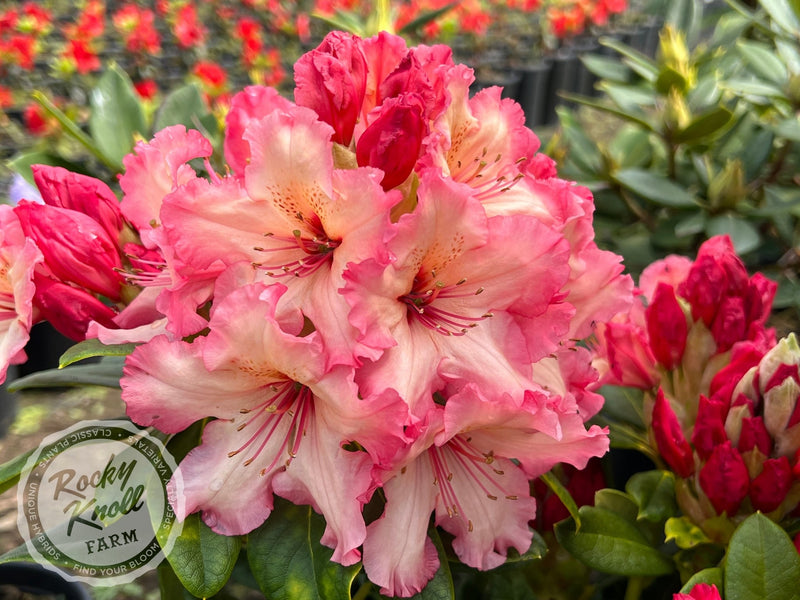Fire Rim Rhododendron Fire Rim - Rocky Knoll Farm