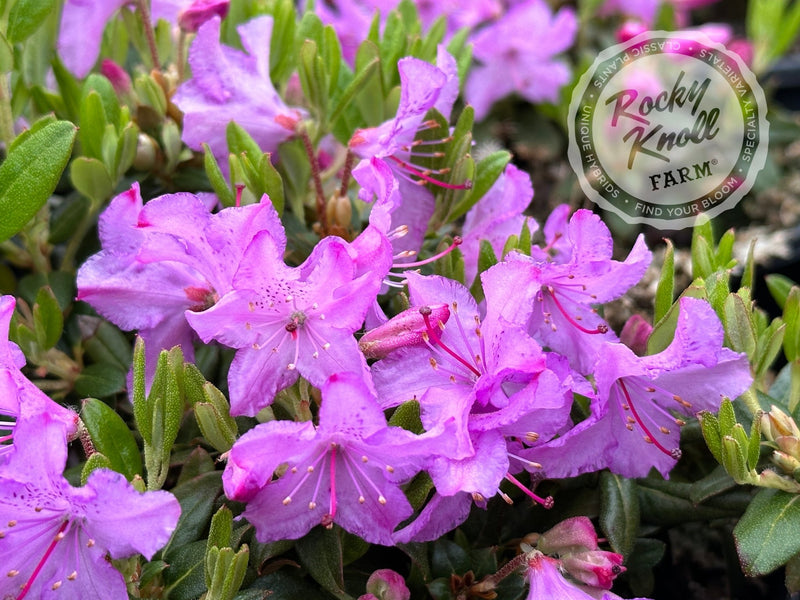 Ernie Dee plant from Rocky Knoll Farm