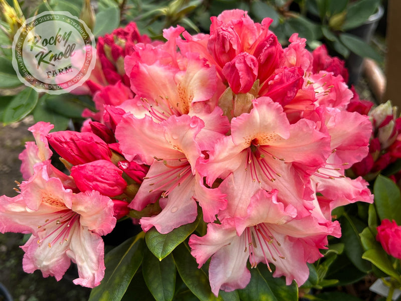 Fire Rim Rhododendron Fire Rim - Rocky Knoll Farm