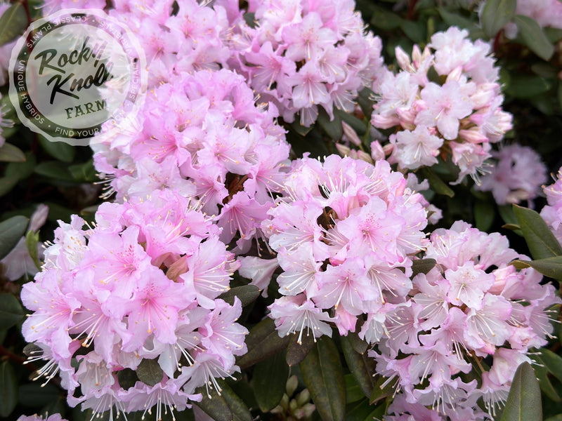 Manitou plant from Rocky Knoll Farm