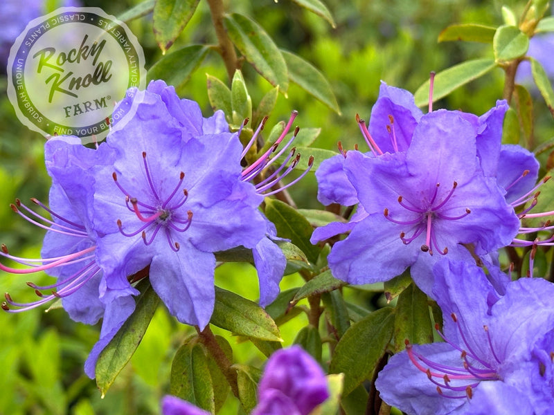 Bluebird (aka Blue Bird) plant from Rocky Knoll Farm