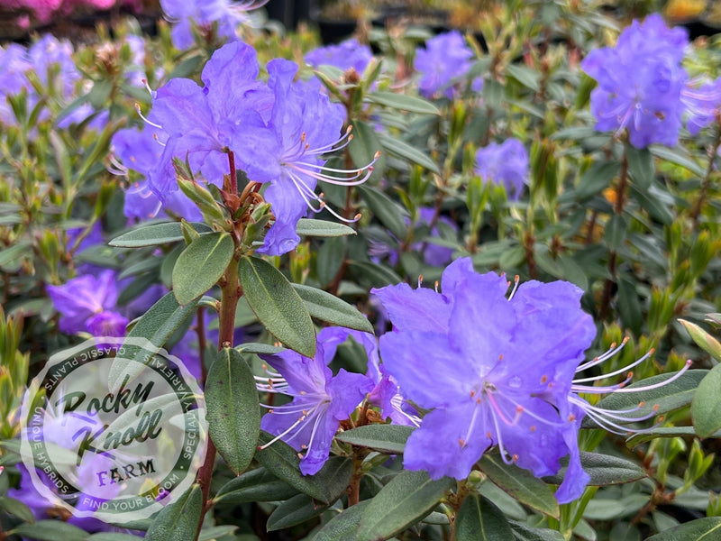 Crater Lake plant from Rocky Knoll Farm