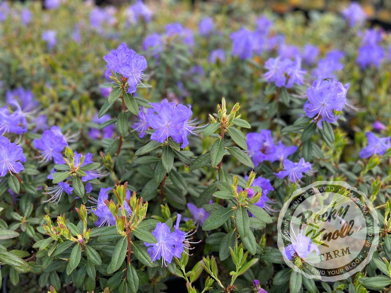 Crater Lake plant from Rocky Knoll Farm