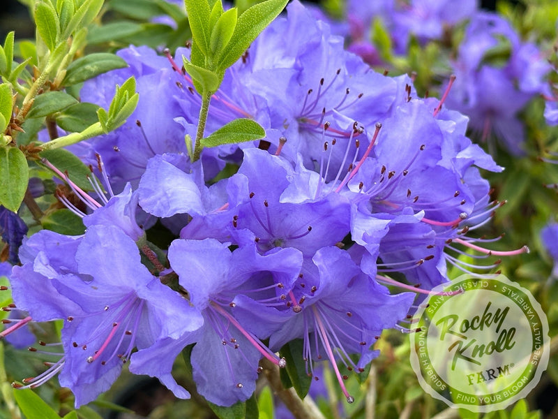 Bluebird (aka Blue Bird) plant from Rocky Knoll Farm