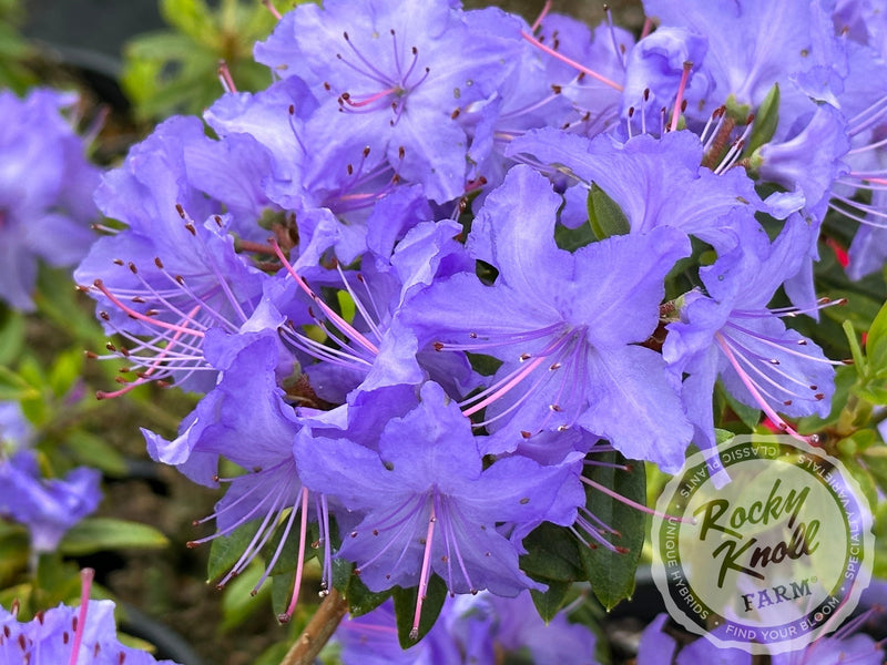 Bluebird (aka Blue Bird) plant from Rocky Knoll Farm