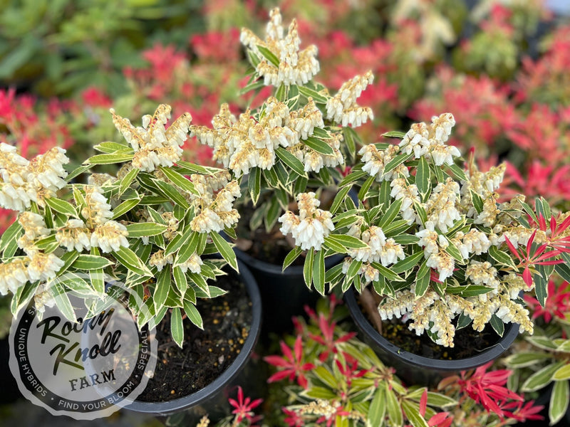 Pieris Japonica Flaming Silver plant from Rocky Knoll Farm
