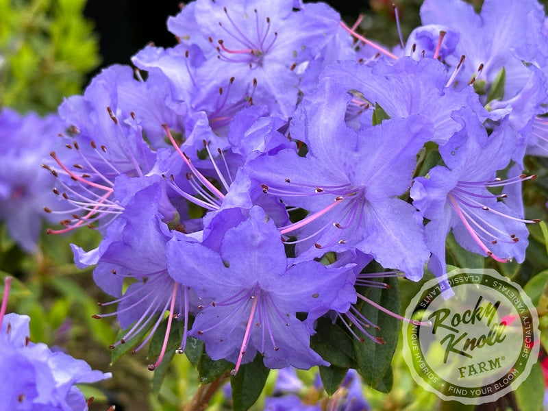 Bluebird (aka Blue Bird) plant from Rocky Knoll Farm