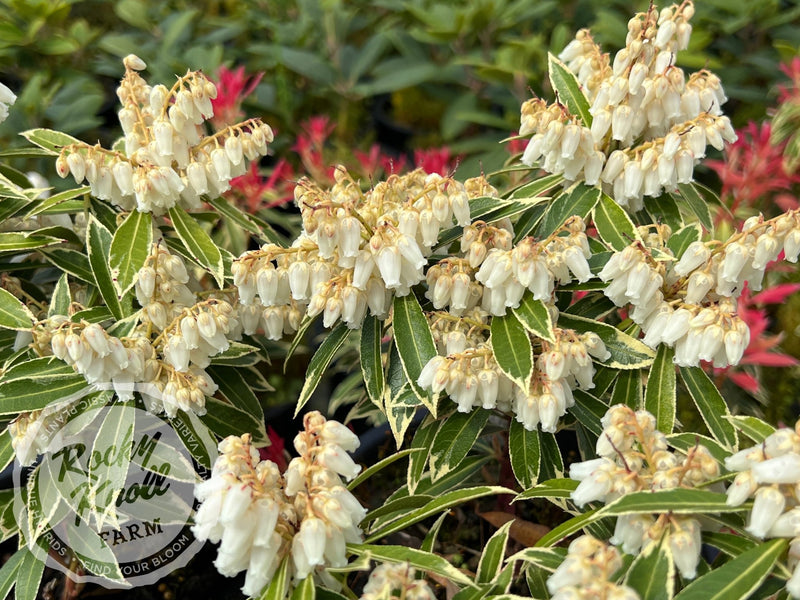 Pieris Japonica Flaming Silver plant from Rocky Knoll Farm