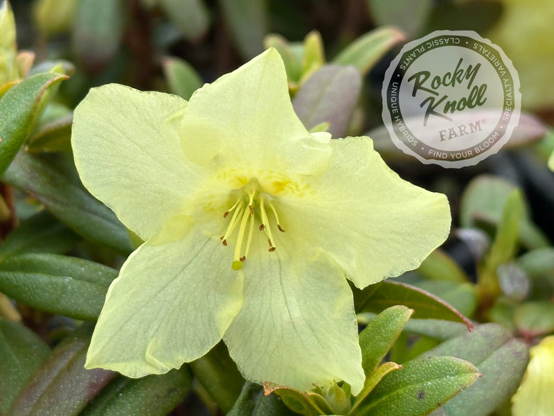 Peter Bee plant from Rocky Knoll Farm